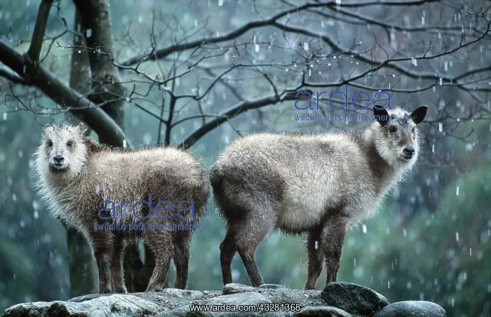 : JAPANESE SEROW - female and kid : JAPANESE SEROW - female and kid