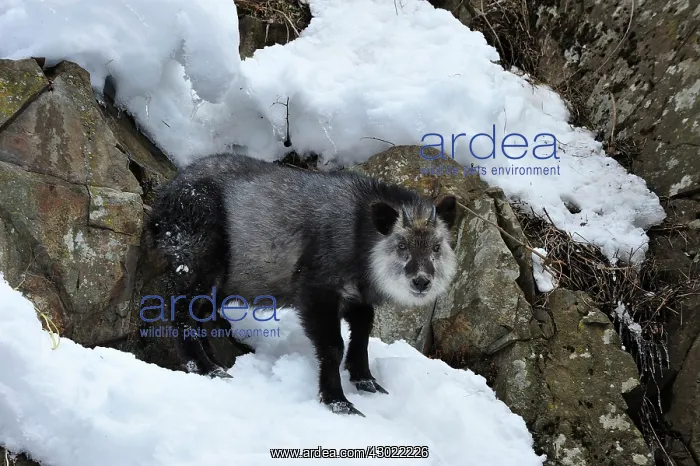 : Japanese Serow in snow : Japanese Serow in snow