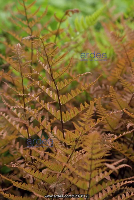 : Japanese Shield Fern : Japanese Shield Fern