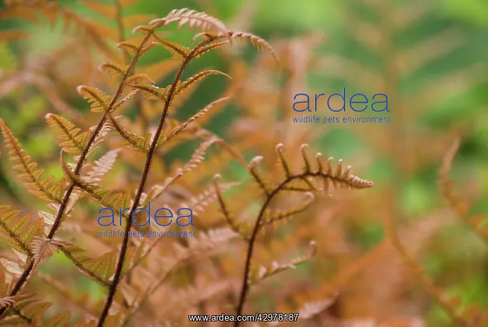 : Japanese Shield Fern : Japanese Shield Fern