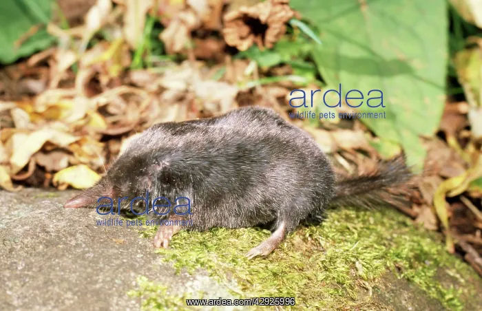 : Japanese SHREW-mole : Japanese SHREW-mole