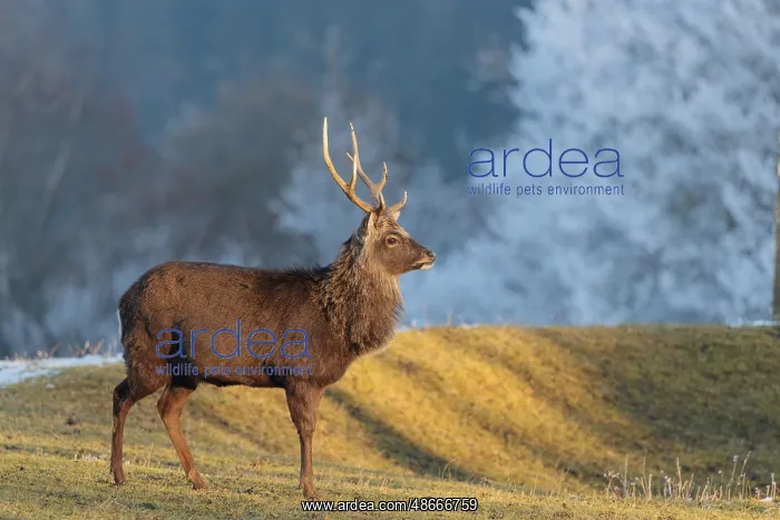 : A Japanese sika deer stag (Cervus nippon nippon) stands on a : A Japanese sika deer stag (Cervus nippon nippon) stands on a