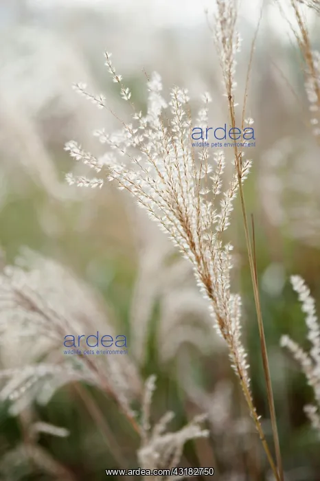 : Japanese silver grass, Miscanthus sinensis Sirene : Japanese silver grass, Miscanthus sinensis Sirene