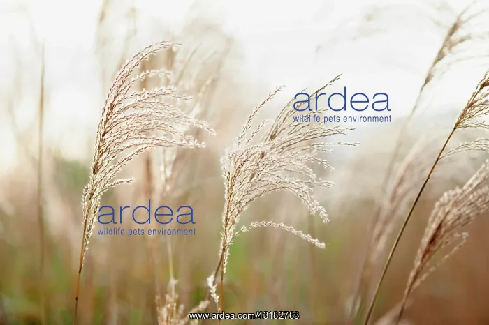 : Japanese silver grass, Miscanthus sinensis Sirene : Japanese silver grass, Miscanthus sinensis Sirene