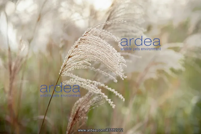 : Japanese silver grass, Miscanthus sinensis Sirene : Japanese silver grass, Miscanthus sinensis Sirene