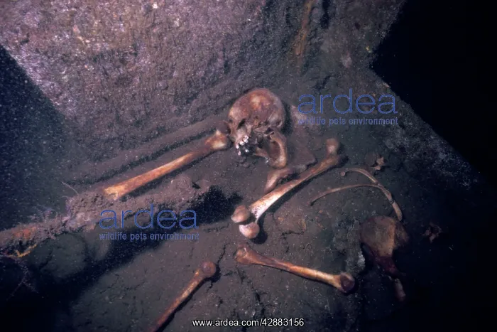 : Japanese soldier skeleton - Remaines of a WW2 Japanese : Japanese soldier skeleton - Remaines of a WW2 Japanese