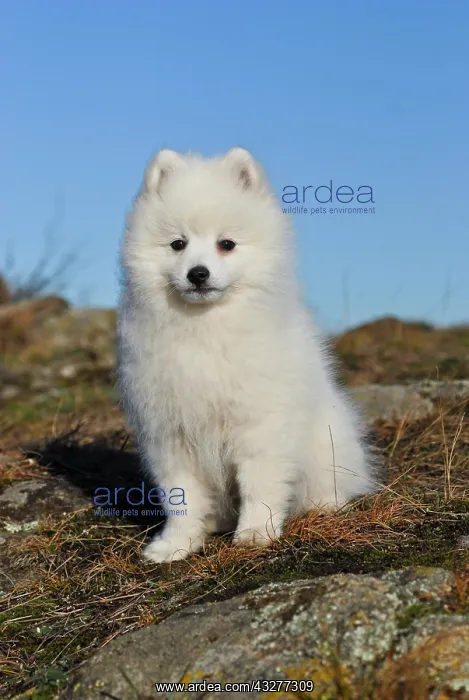 : Japanese Spitz or Nihon Supittsu sitting on a rocky : Japanese Spitz or Nihon Supittsu sitting on a rocky