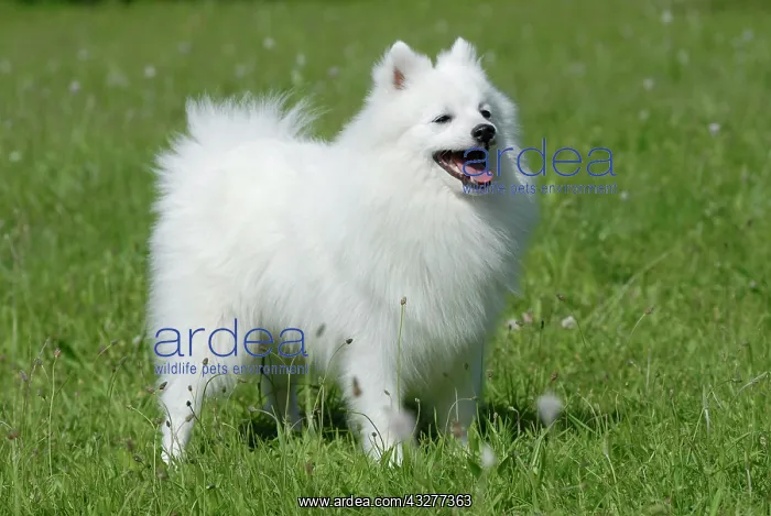 : Japanese Spitz or Nihon Supittsu standing in a meadow : Japanese Spitz or Nihon Supittsu standing in a meadow
