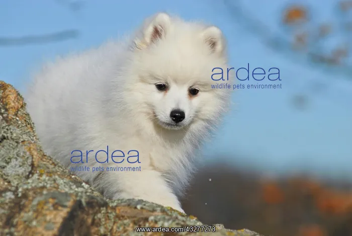 : Japanese Spitz or Nihon Supittsu standing on a rock : Japanese Spitz or Nihon Supittsu standing on a rock