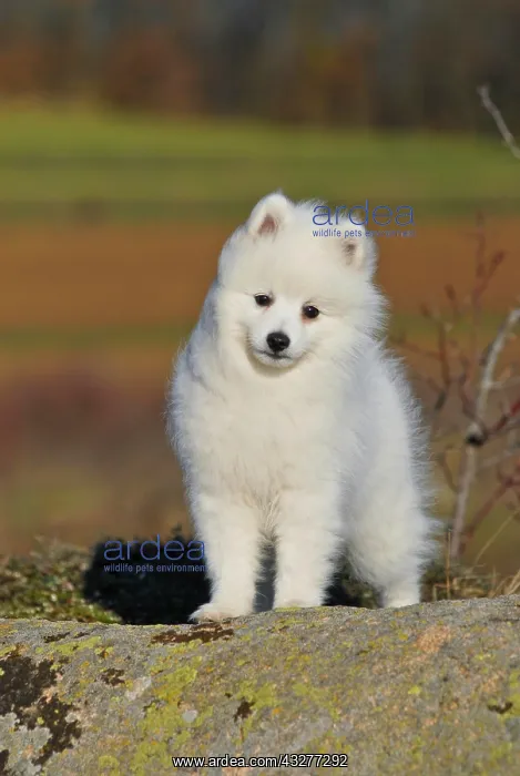 : Japanese Spitz or Nihon Supittsu standing on rocks : Japanese Spitz or Nihon Supittsu standing on rocks