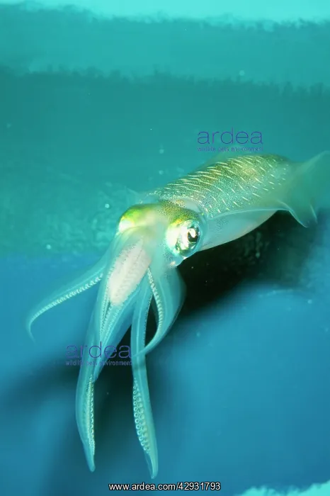 : Japanese SQUID : Japanese SQUID
