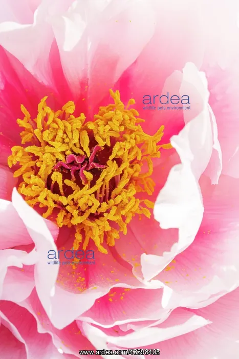 : Japanese tree peony Yaezakura, Paeonia suffruticosa : Japanese tree peony Yaezakura, Paeonia suffruticosa