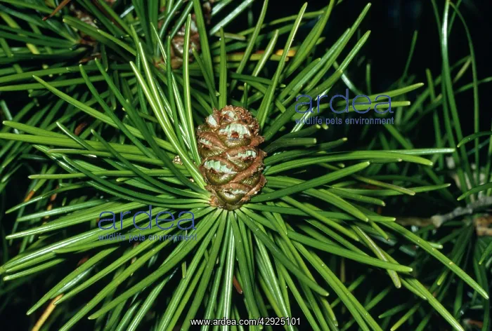 : Japanese Umbrella Pine : Japanese Umbrella Pine