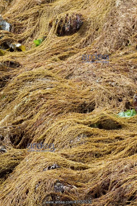 : Japanese wireweed. Bretagne, Cetes-d'Armor, Pleubian : Japanese wireweed. Bretagne, Cetes-d'Armor, Pleubian
