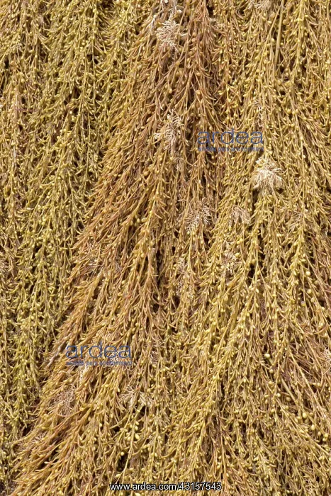 : Japanese wireweed. Bretagne, Cetes-d'Armor, Pleubian : Japanese wireweed. Bretagne, Cetes-d'Armor, Pleubian