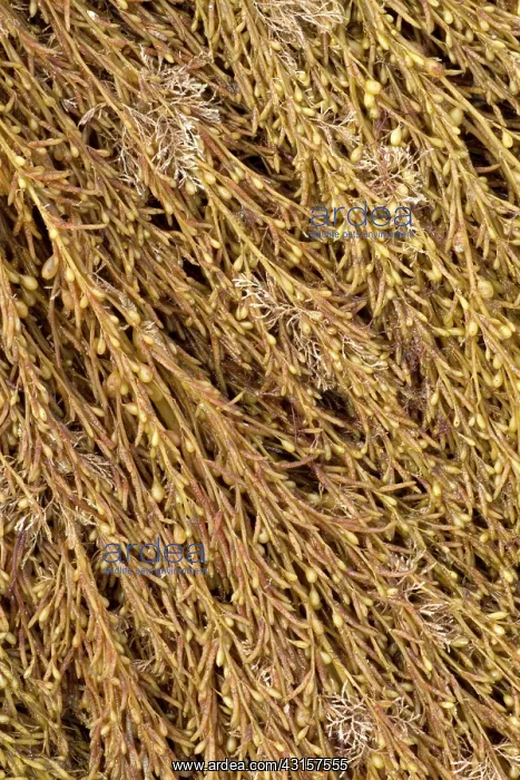 : Japanese wireweed. Bretagne, Cetes-d'Armor, Pleubian : Japanese wireweed. Bretagne, Cetes-d'Armor, Pleubian