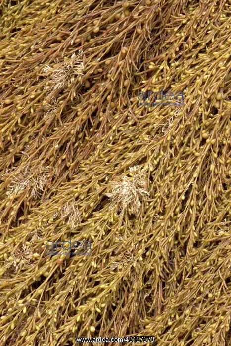 : Japanese wireweed. Bretagne, Cetes-d'Armor, Pleubian : Japanese wireweed. Bretagne, Cetes-d'Armor, Pleubian