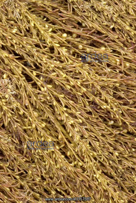 : Japanese wireweed. Bretagne, Cetes-d'Armor, Pleubian : Japanese wireweed. Bretagne, Cetes-d'Armor, Pleubian