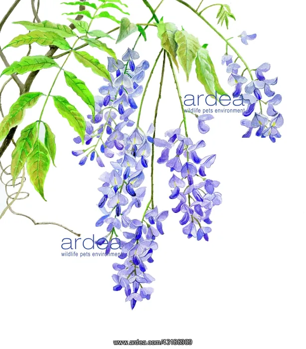 : Japanese wisteria : Japanese wisteria