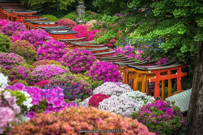 : Japanese's garden Nezu jinja, azalea in fulll blum : Japanese's garden Nezu jinja, azalea in fulll blum