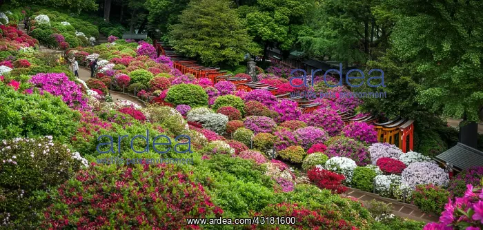 : Japanese's garden Nezu jinja, azalea in fulll blum : Japanese's garden Nezu jinja, azalea in fulll blum