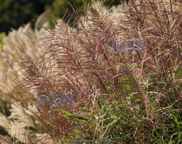 : Japanesesilvergrass : Japanesesilvergrass