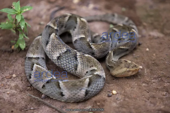 : Jararaca. The Jararaca (Bothrops jararaca), a venomous tropical viper : Jararaca. The Jararaca (Bothrops jararaca), a venomous tropical viper