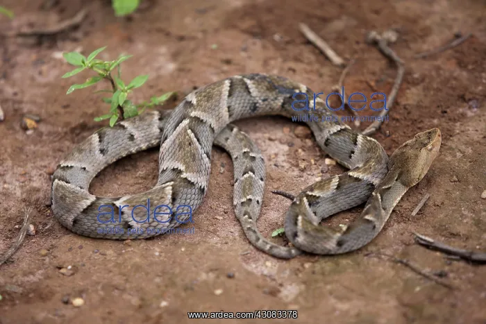 : Jararaca. The Jararaca (Bothrops jararaca), a venomous tropical viper : Jararaca. The Jararaca (Bothrops jararaca), a venomous tropical viper