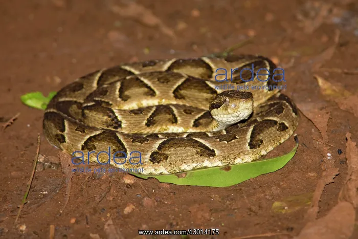 : Jararaca (Bothrops jararaca) : Jararaca (Bothrops jararaca)