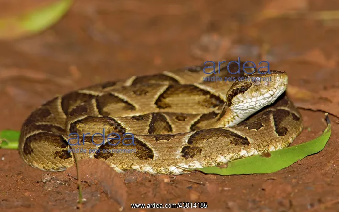 : Jararaca (Bothrops jararaca) : Jararaca (Bothrops jararaca)