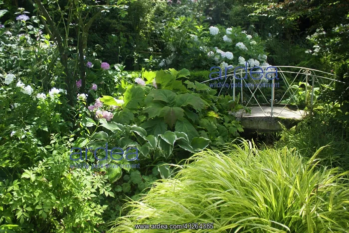: Jardin d'Anglique - Little bridge in a garden surronding : Jardin d'Anglique - Little bridge in a garden surronding