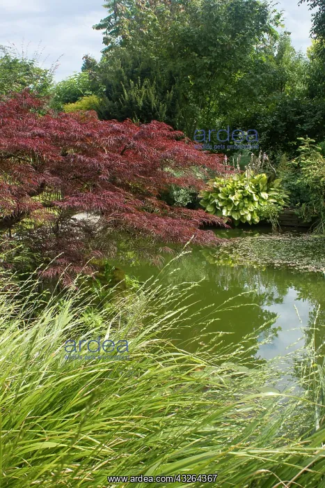 : Jardin de Valrianes - Acer palmatum purpureum, hosta : Jardin de Valrianes - Acer palmatum purpureum, hosta