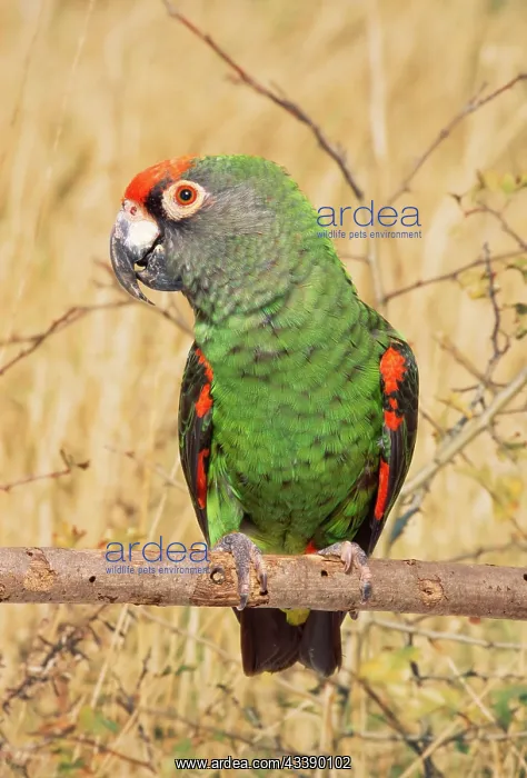 : Jardineos Parrot : Jardineos Parrot