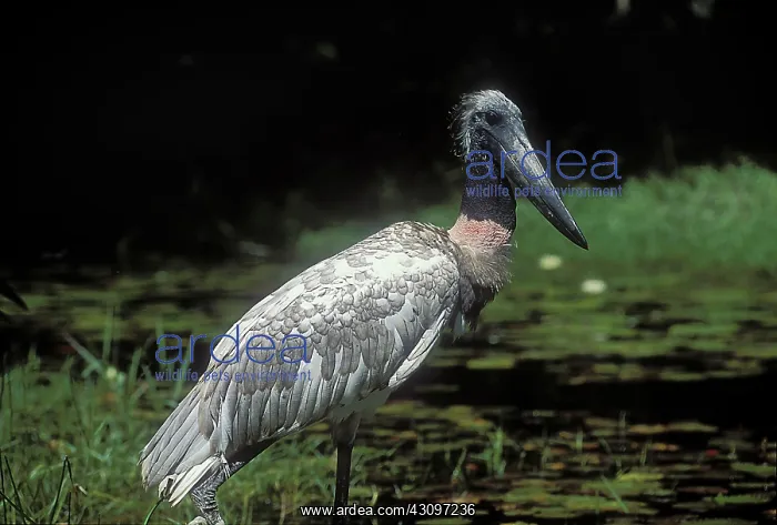 : Jaribu. Jabiru stork (Jabiru mycteria), Lagoon of Terminos, State of Campeche, Mexico : Jaribu. Jabiru stork (Jabiru mycteria), Lagoon of Terminos, State of Campeche, Mexico