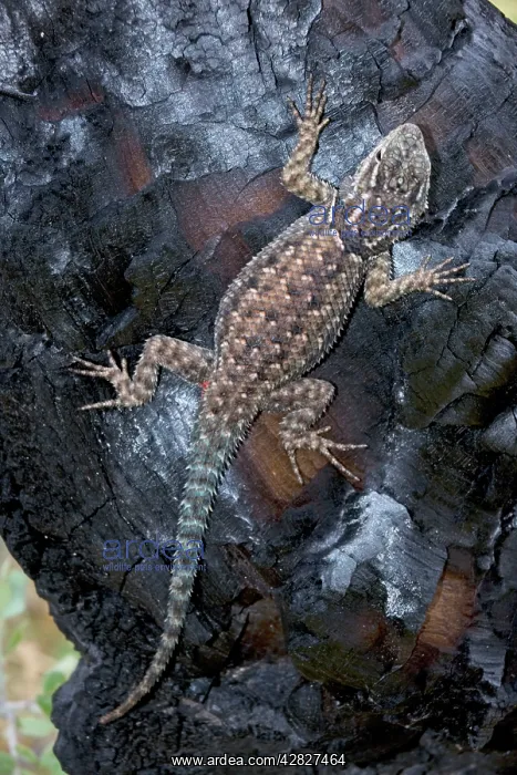 : Jarrow's Spiny Lizard - on log burned by forest : Jarrow's Spiny Lizard - on log burned by forest