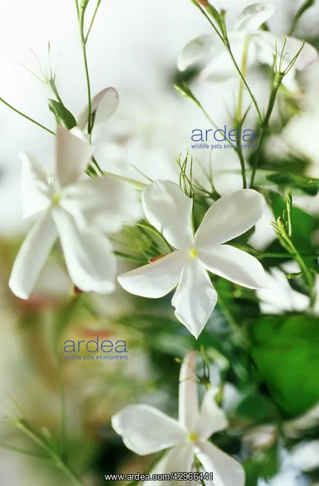 : Jasmine, Jasminum officinale : Jasmine, Jasminum officinale