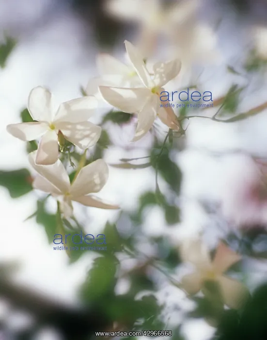 : Jasmine, Jasminum officinale : Jasmine, Jasminum officinale