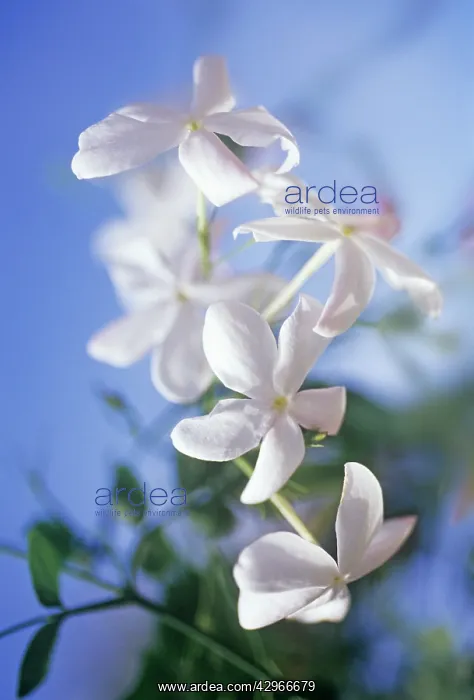 : Jasmine, Jasminum : Jasmine, Jasminum