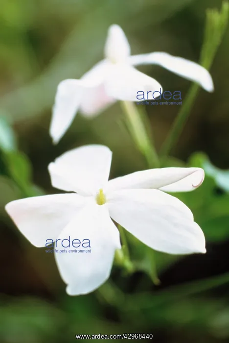 : Jasmine, Jasminum officinale : Jasmine, Jasminum officinale
