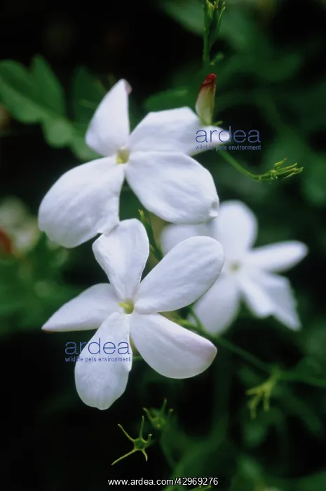: Jasmine, Jasminum officinale : Jasmine, Jasminum officinale