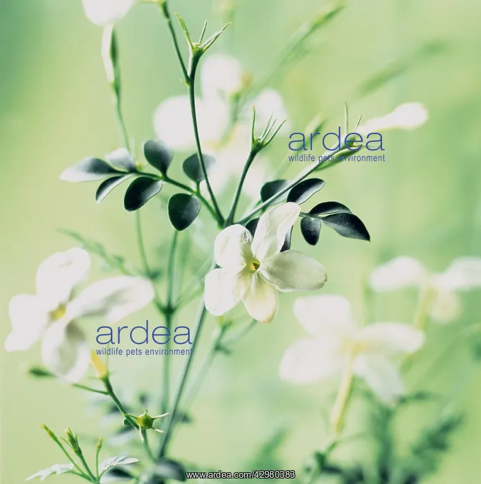 : Jasmine, Jasminum : Jasmine, Jasminum
