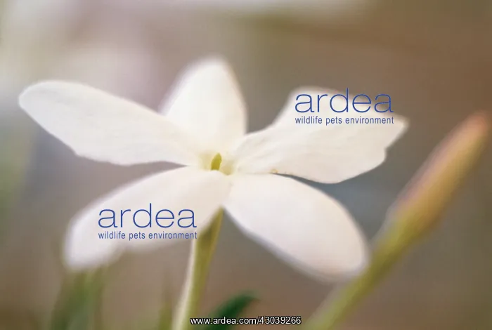 : Jasmine, Jasminum officinale : Jasmine, Jasminum officinale