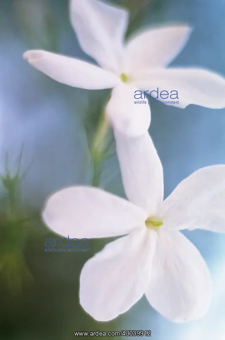 : Jasmine, Jasminum officinale : Jasmine, Jasminum officinale