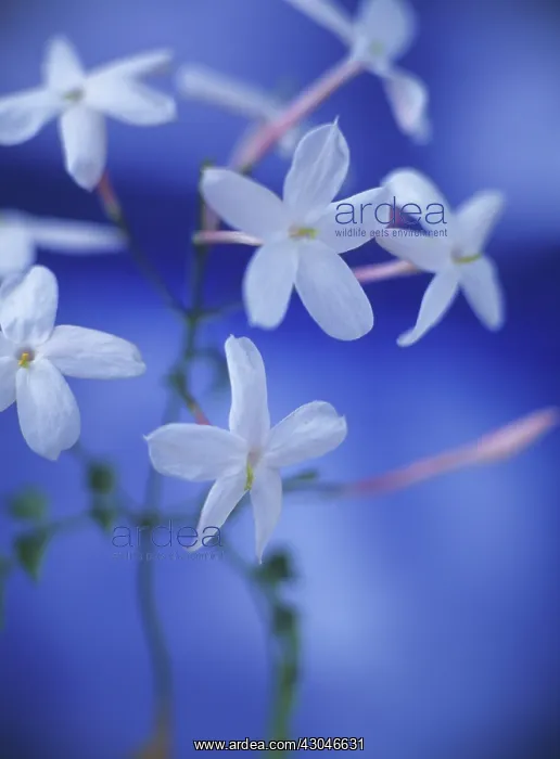 : Jasmine. Jasminum officinale : Jasmine. Jasminum officinale