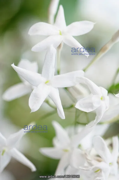 : Jasmine. Close view of white flowers of Jasminum polyanthum : Jasmine. Close view of white flowers of Jasminum polyanthum