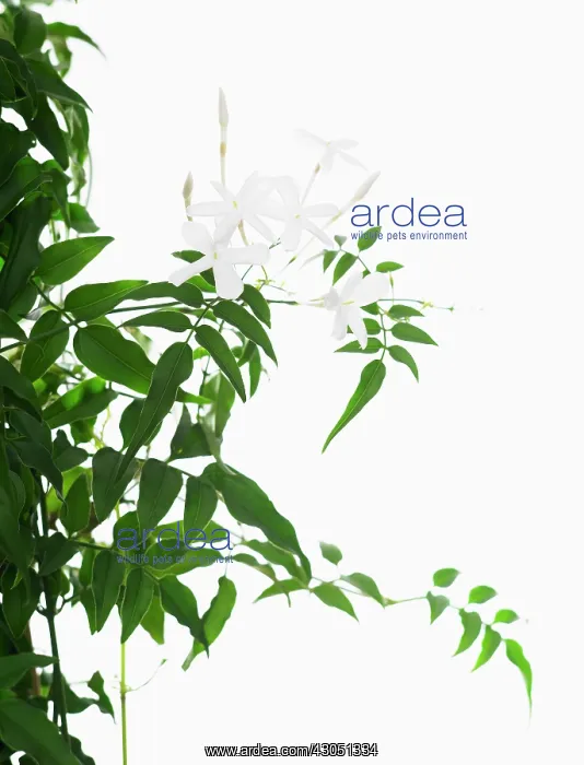 : Jasmine, Jasminum polyanthum : Jasmine, Jasminum polyanthum