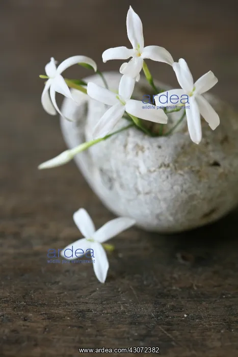 : Jasmine, Jasminum : Jasmine, Jasminum