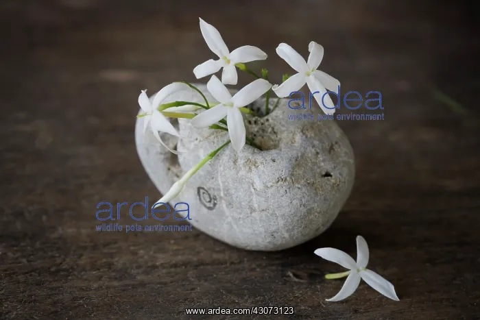 : Jasmine, Jasminum : Jasmine, Jasminum