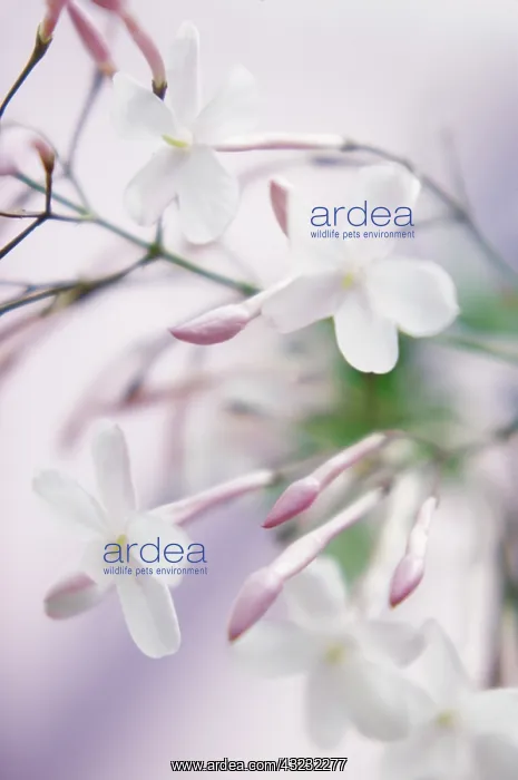 : Jasmine, Jasminum officinale : Jasmine, Jasminum officinale