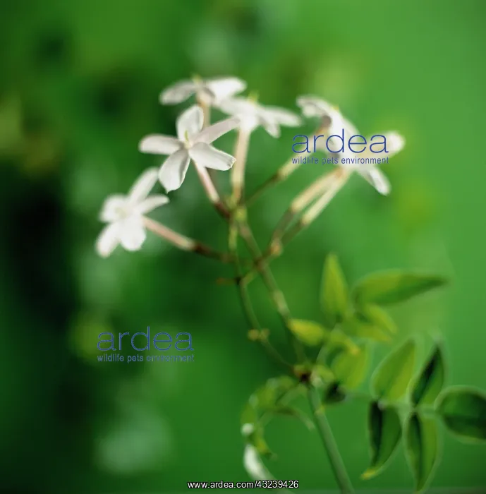 : Jasmine, Jasminum polyanthum : Jasmine, Jasminum polyanthum
